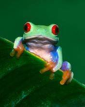pic for Red Eyed Tree Frog